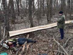 20200418 ubilo derevo