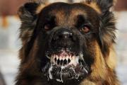 http://www.kis-rt.ru/images/smart_thumbs/93745e22a60ba5dd5a248c887a1d648d_thumb180_.jpg